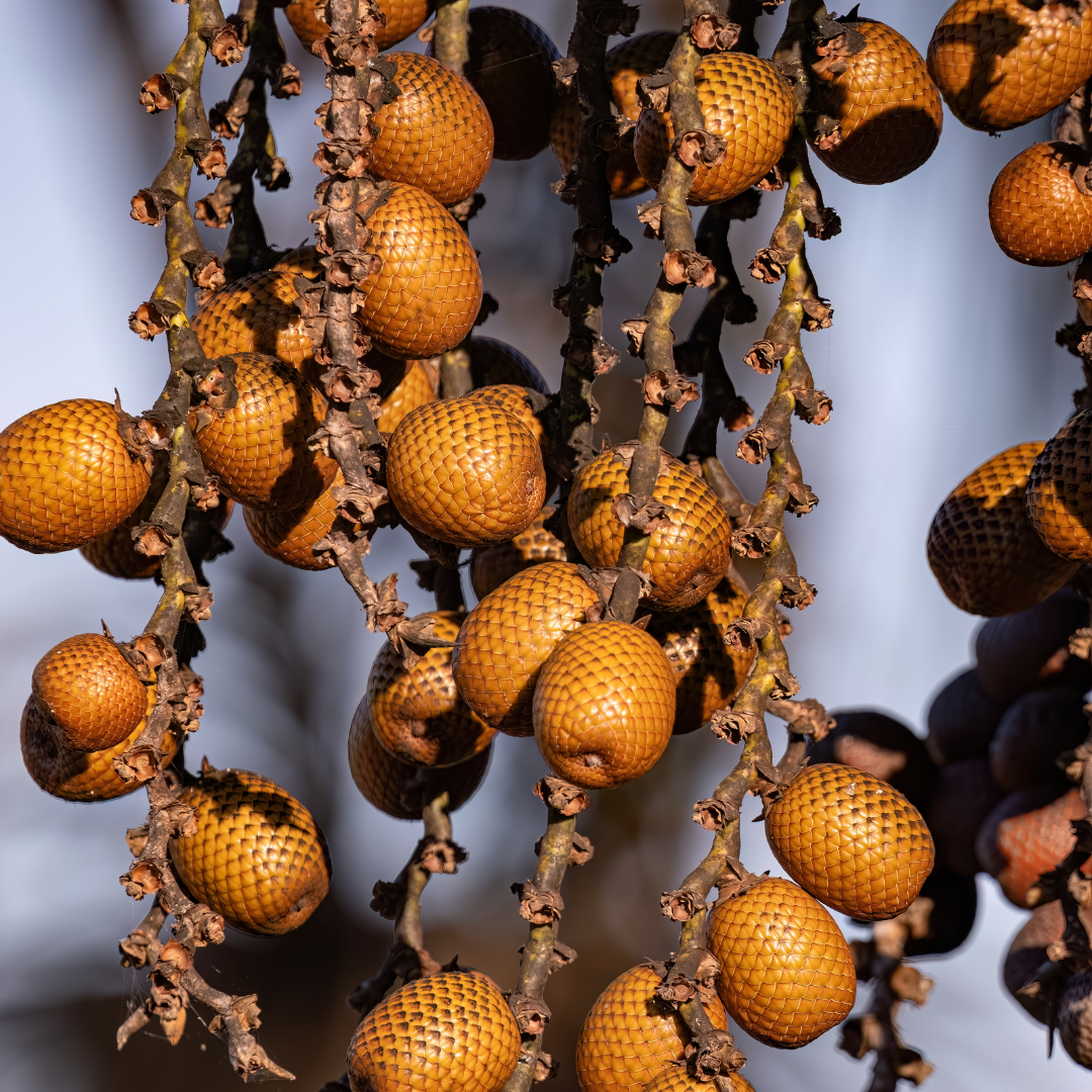 Buriti plant