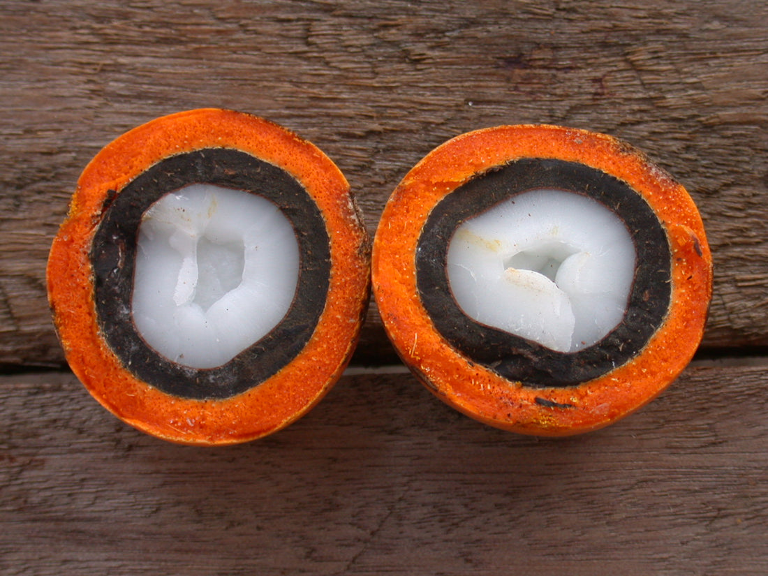 About Tucuma & Some Facts About This Powerful Fruit